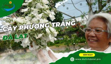 Cây phượng trắng Đà Lạt