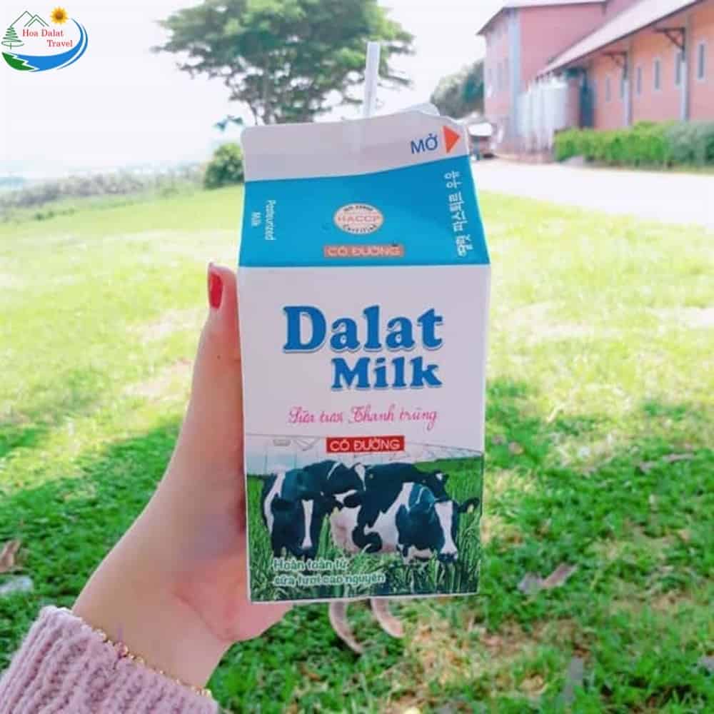 Nông trại Dalat Milk Farm có gì thú vị