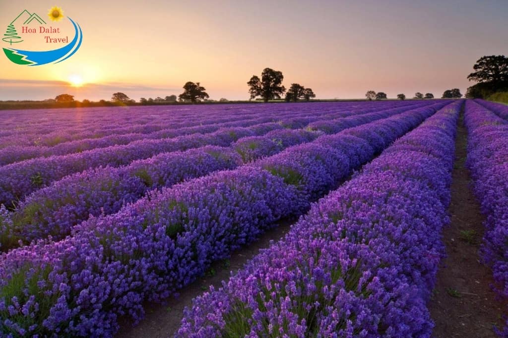 Cánh đồng hoa Lavender hồ Tuyền Lâm