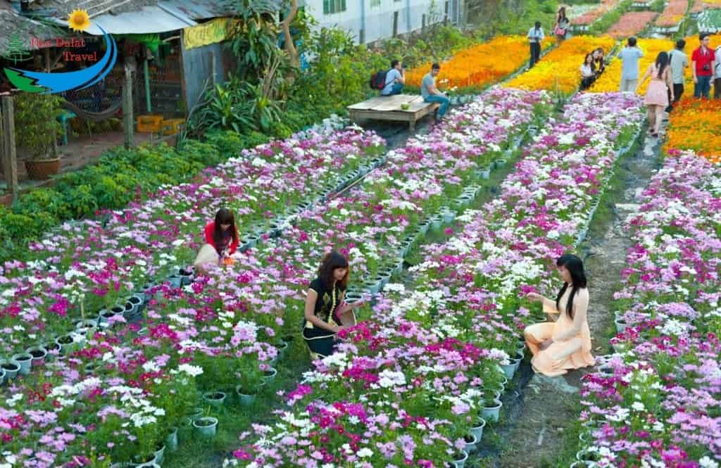 Vườn hoa Đà Lạt Thái Phiên