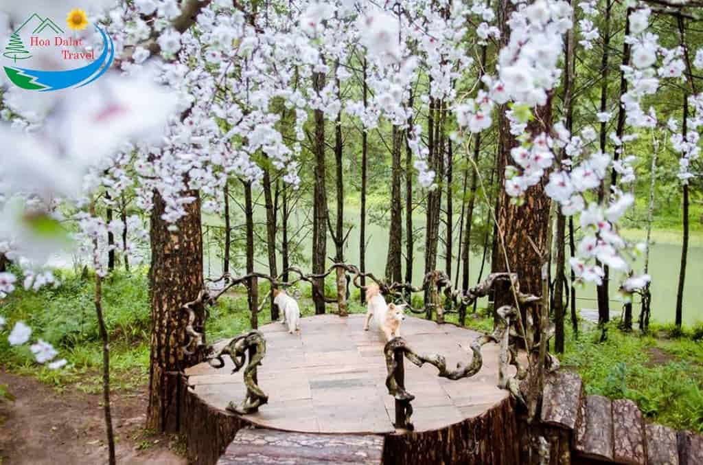 Vườn hoa Đà Lạt trồng cây tử đằng, Hồ Tuyền Lâm