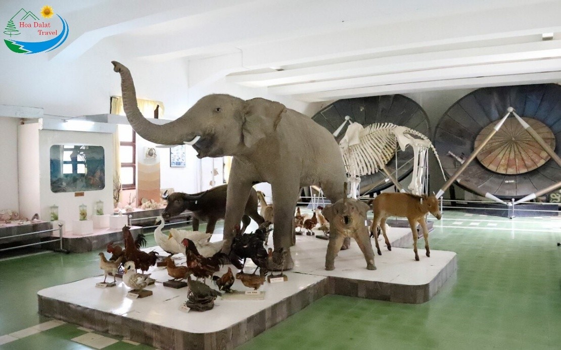 Khám phá hiện vật động vật cổ tại phân viện Sinh học