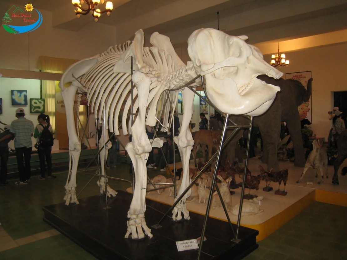 Một bộ xương động vật to lớn trong bảo tàng