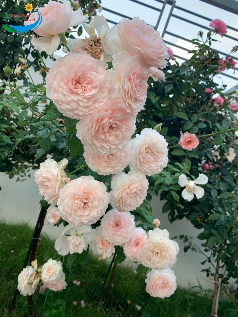 Rụng tim với vườn hoa hồng nhung đỏ và trắng