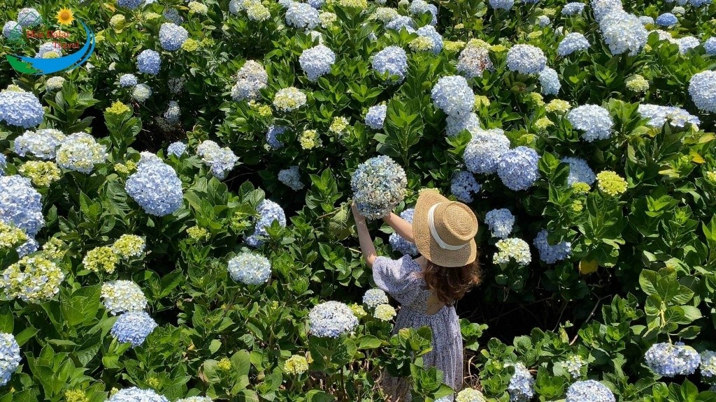 Thời lừa lọc hoa cẩm tú cầu nở đẹp tuyệt vời nhất là chính thức từ thời điểm tháng 5 cho tới mon 10