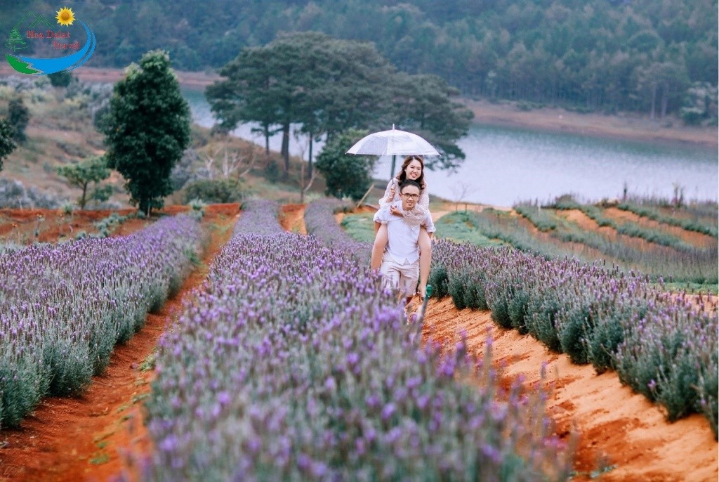 Những vườn hoa lavender đà lạt đẹp ngất ngây như ở trời âu