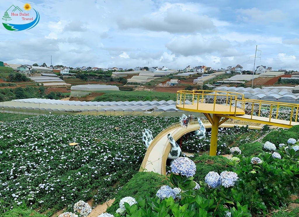 Đặc điểm nổi bật của cây cầu Vàng ở vườn hoa cẩm tú cầu