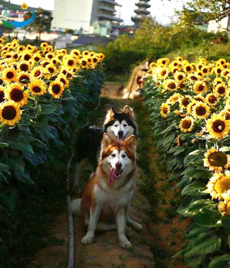 Dắt vài chú cún của trang trại ra chụp cùng với vườn hoa hướng dương