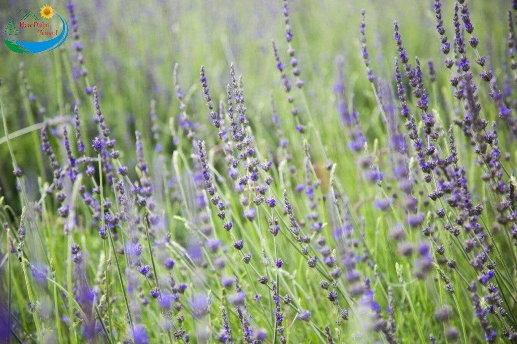 Kinh nghiệm và chú ý Lúc chuồn rừng hoa Lavender
