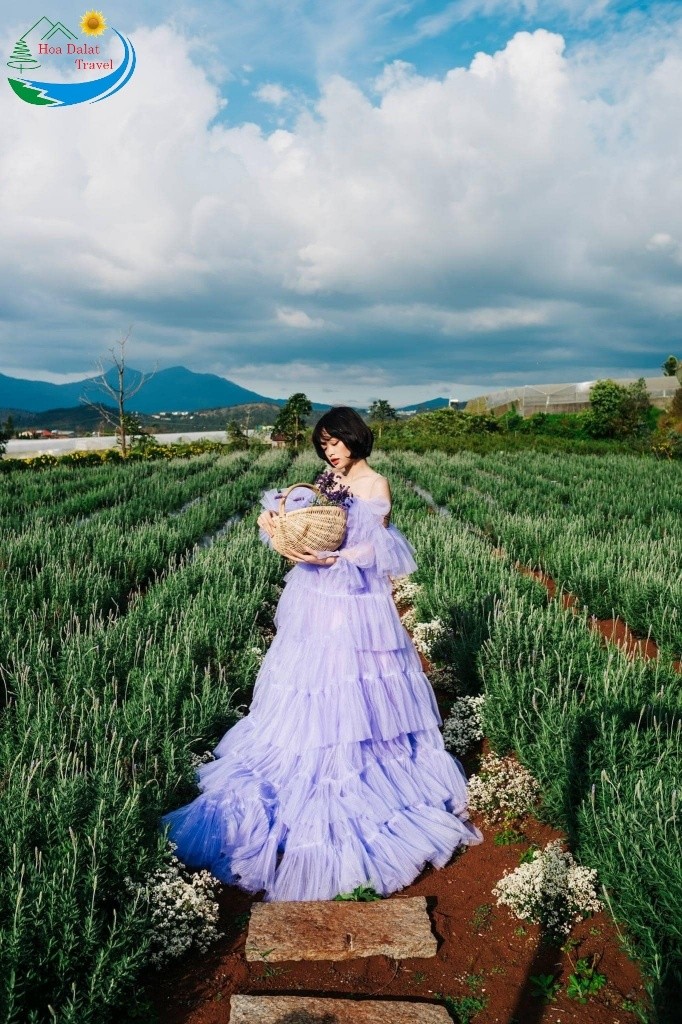 Lavender Đà Lạt là một trong những trong mỗi vị trí tham lam quan liêu, du ngoạn nổi tiếng