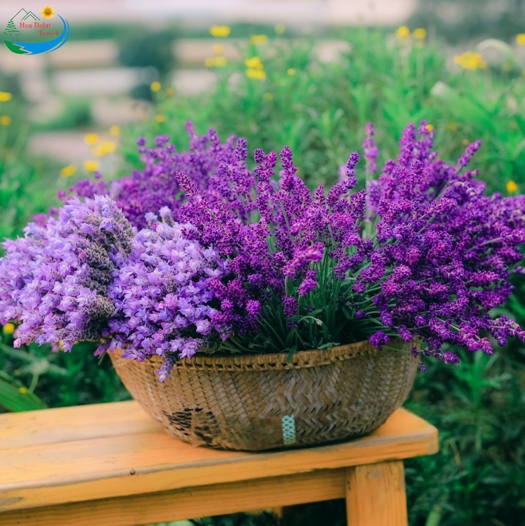 Lavender được gọi với cái tên khác là hoa oải hương