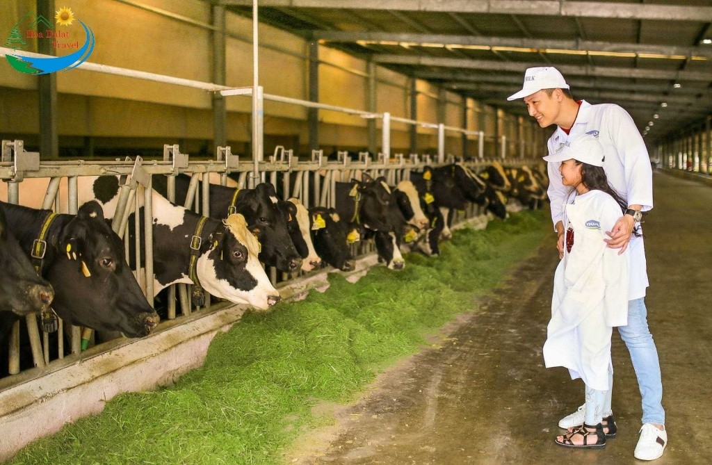 Tham quan trang trại bò sữa Vinamilk Organic