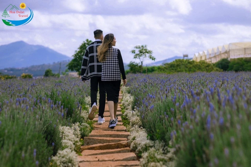 Vườn hoa Lavender hồ Tuyền Lâm
