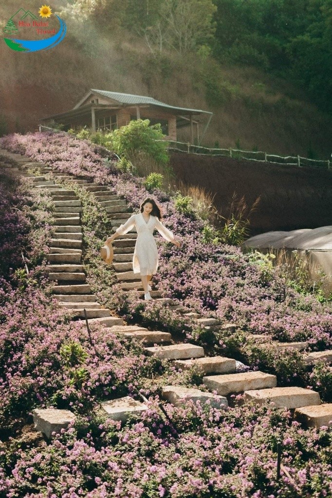 Vườn hoa lavender Túi Thương Nhớ