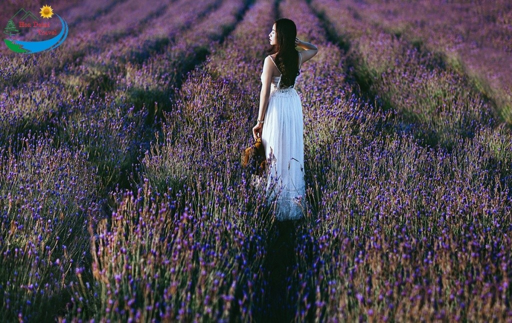 khung cảnh xinh đẹp của những bông hoa Lavender mang sắc tím mộng mơ