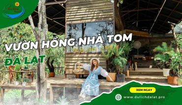 vườn hồng nhà Tom