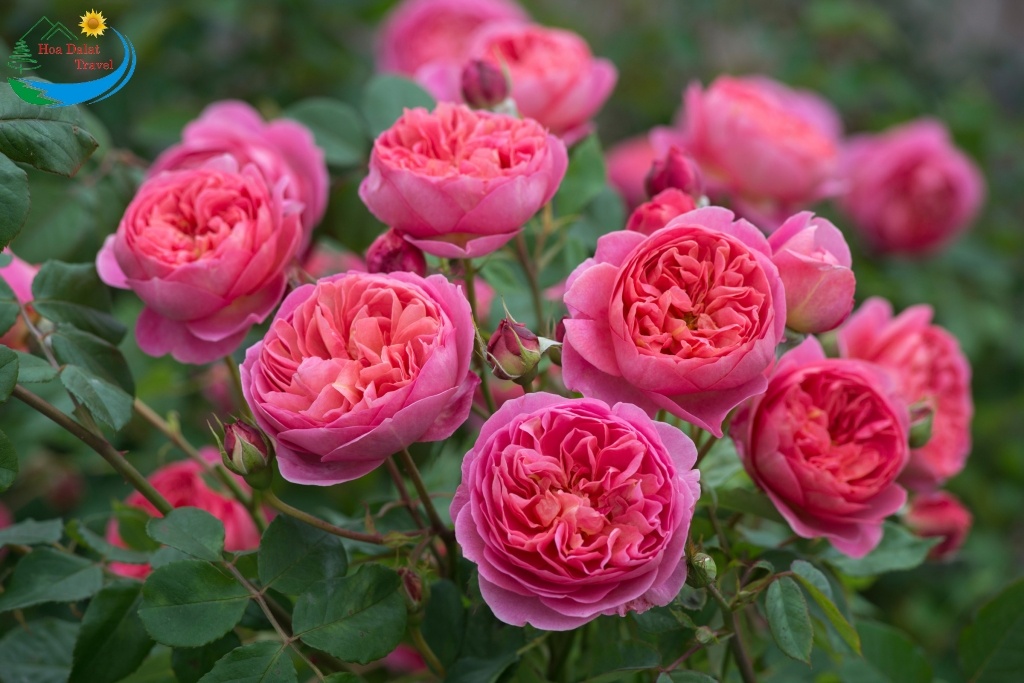 Hoa hồng ở Làng hoa Thái Phiên Đà Lạt
