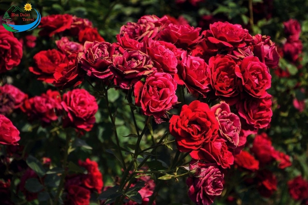 Top các vườn hoa hồng vô cùng hot tại Đà Lạt