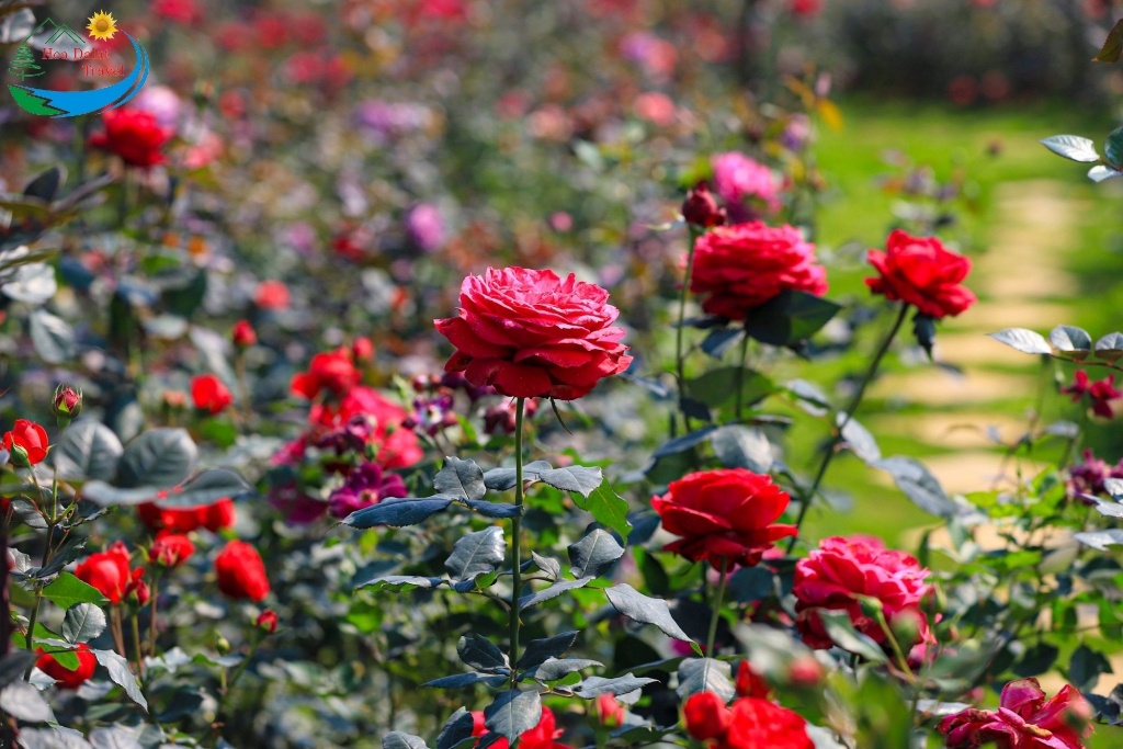 Vườn hoa trung tâm thành phố - hoa hồng