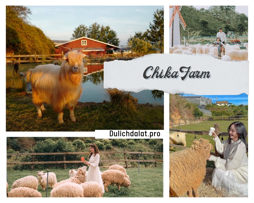 Chika Farm - Địa điểm du lịch gần Đà Lạt