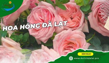 Hoa hồng Đà Lạt