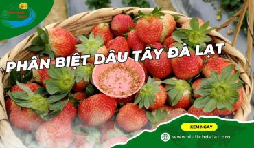 Phân biệt dâu tây Đà Lạt