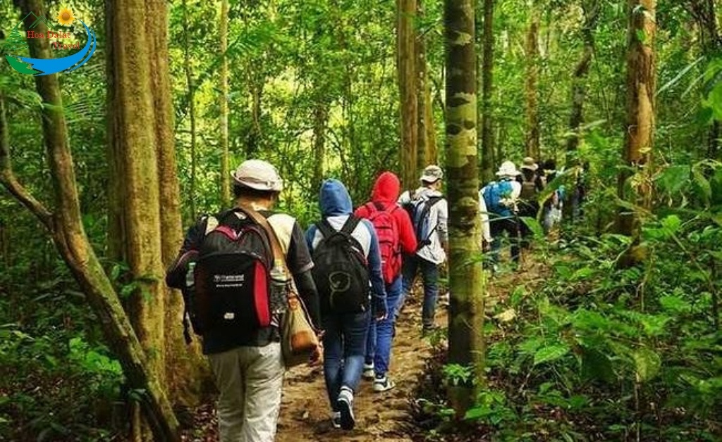Trekking và khám phá hệ sinh thái trong rừng