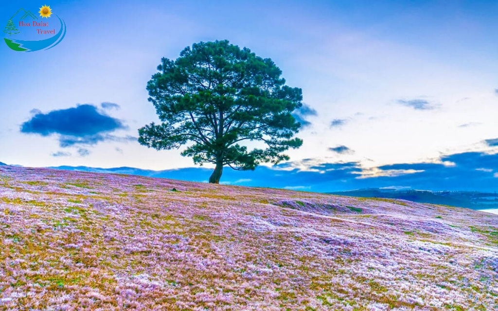 Điểm sống ảo triệu view ở cây thông cô đơn cùng đồi cỏ hồng