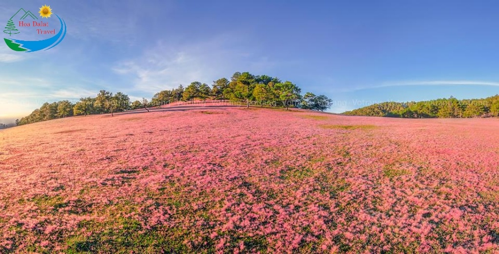 Đồi cỏ hồng tại Thung Lũng Vàng Đà Lạt