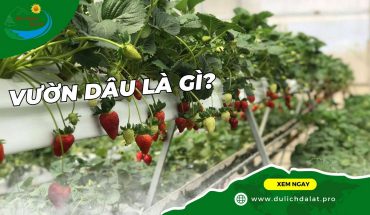 Vườn dâu là gì