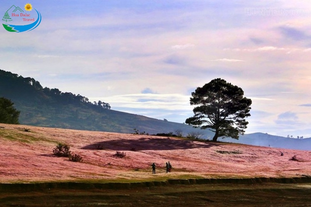 khu đồi cỏ hồng tại cây thông cô đơn