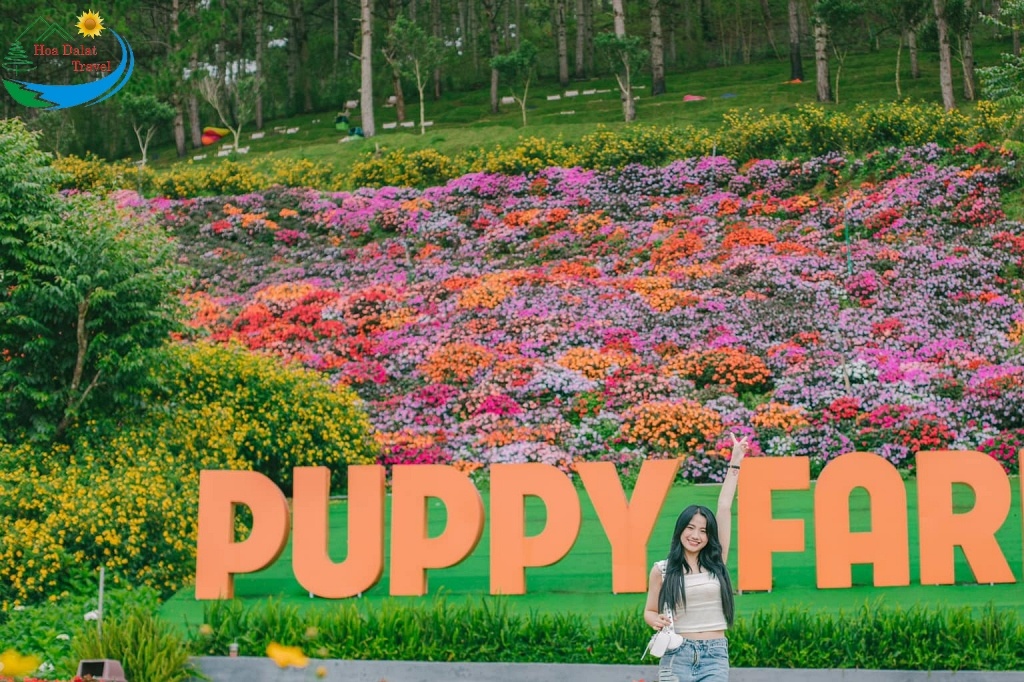 đảo thú cưng Puppy Farm
